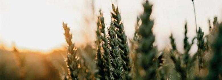 close up photo of wheat stalks in a field at sunset